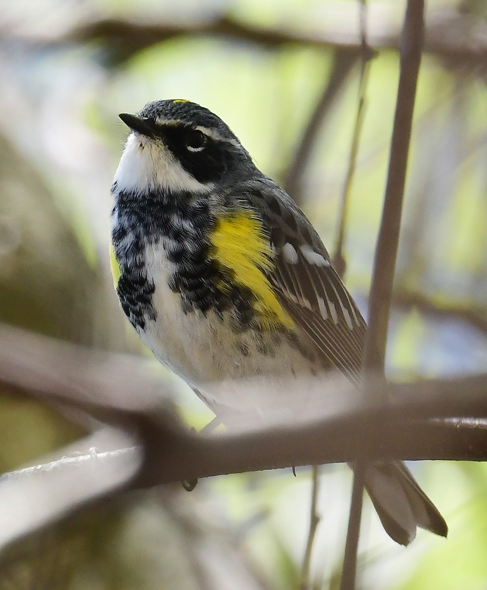 Yellow-rumped Warbler - ML230297661