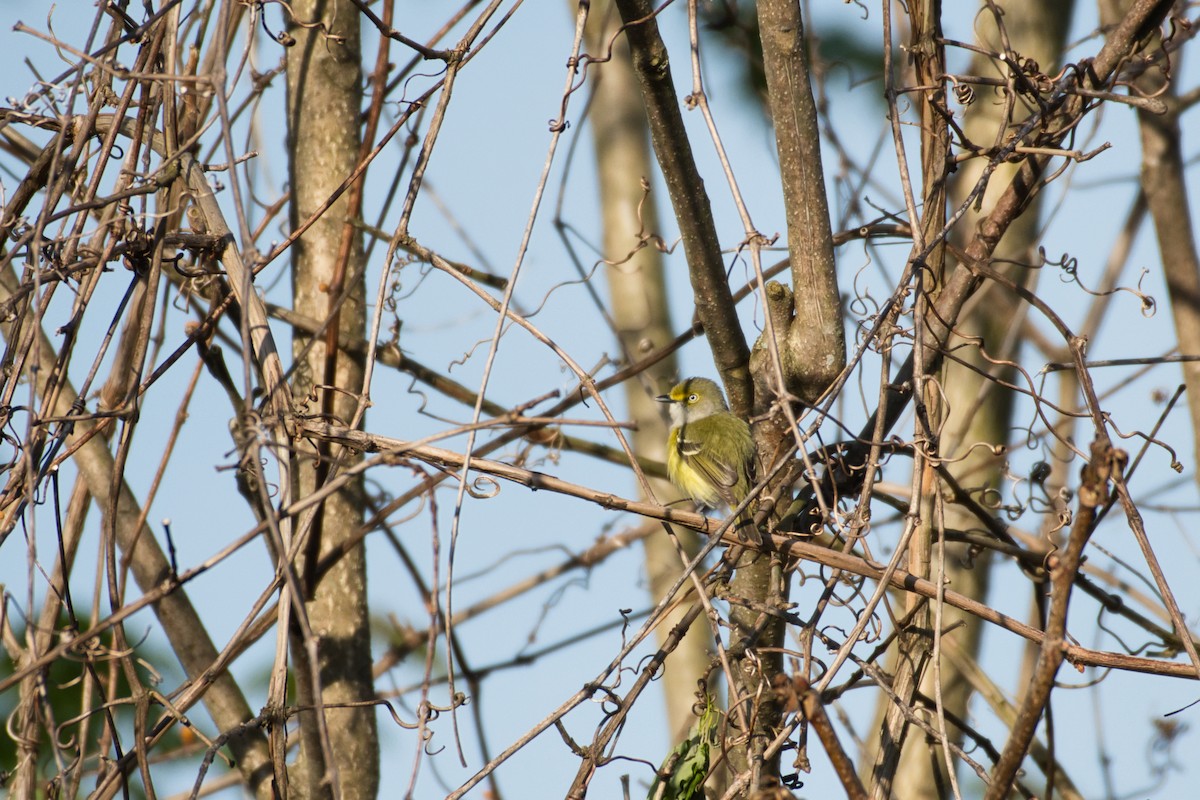 Ak Gözlü Vireo - ML230298151