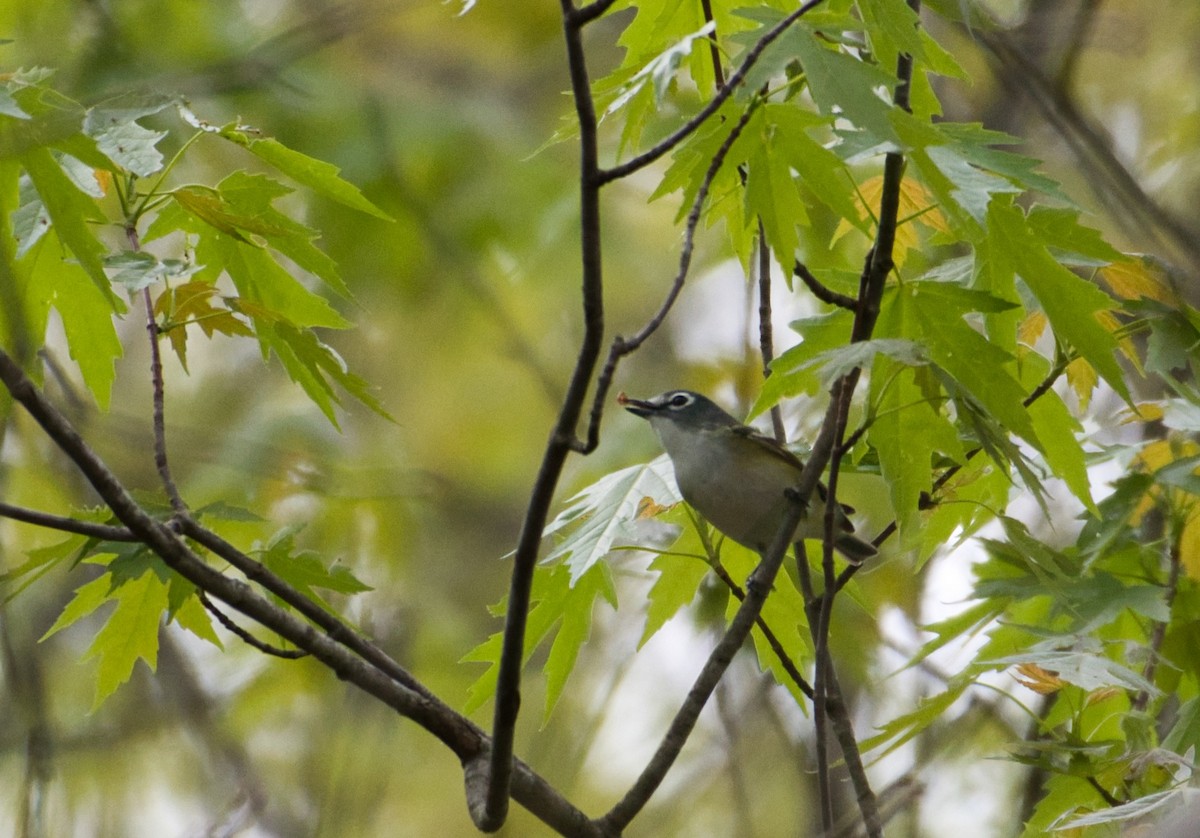 Mavi Başlı Vireo - ML230300241