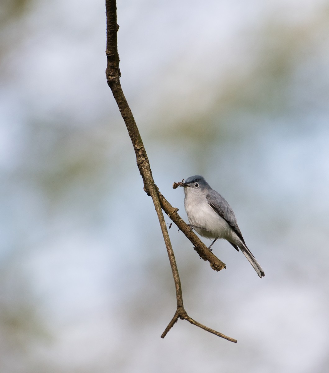 Blue-gray Gnatcatcher - ML230300901