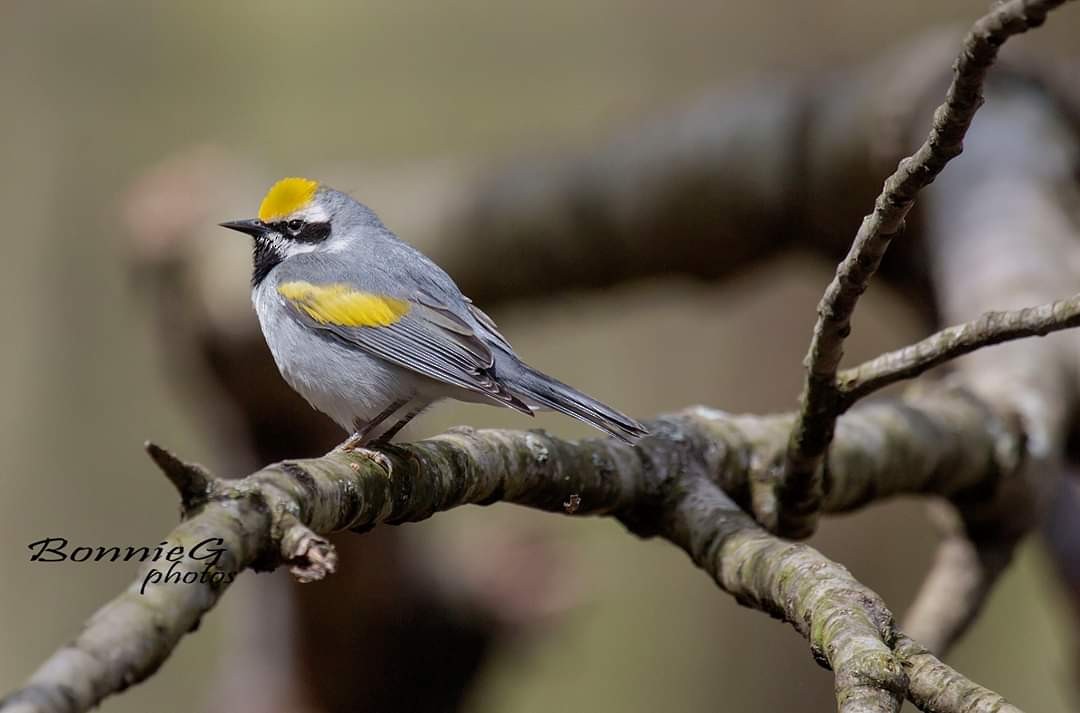 Golden-winged Warbler - Bonnie Graham