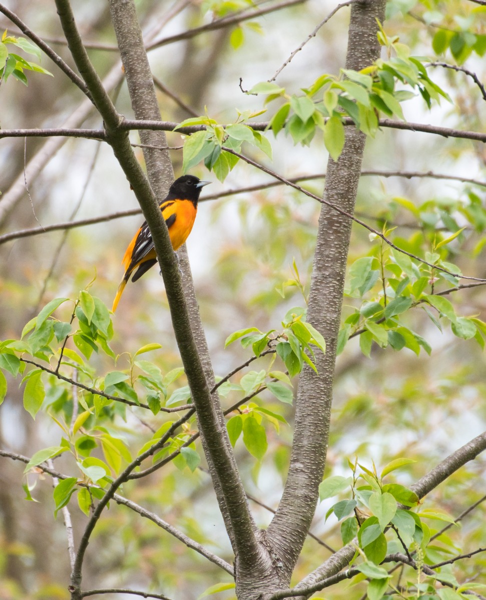 Baltimore Oriole - Robert Sebring