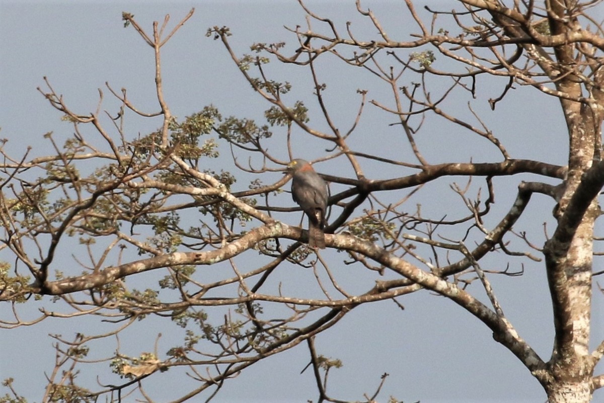 Collared Sparrowhawk - ML230303191