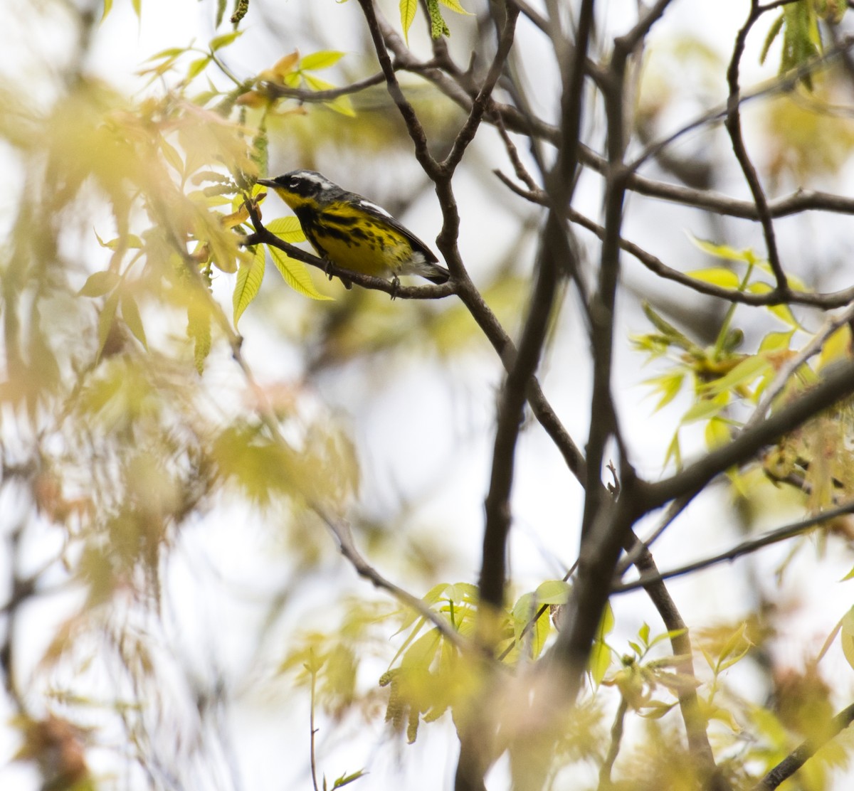 Magnolia Warbler - Robert Sebring