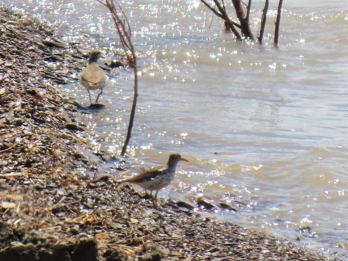 Spotted Sandpiper - ML230303851