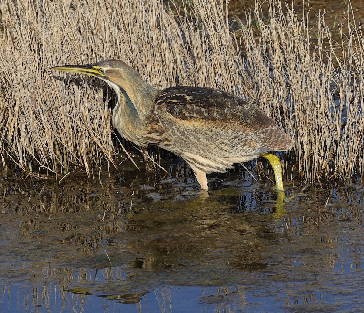 American Bittern - ML230304941