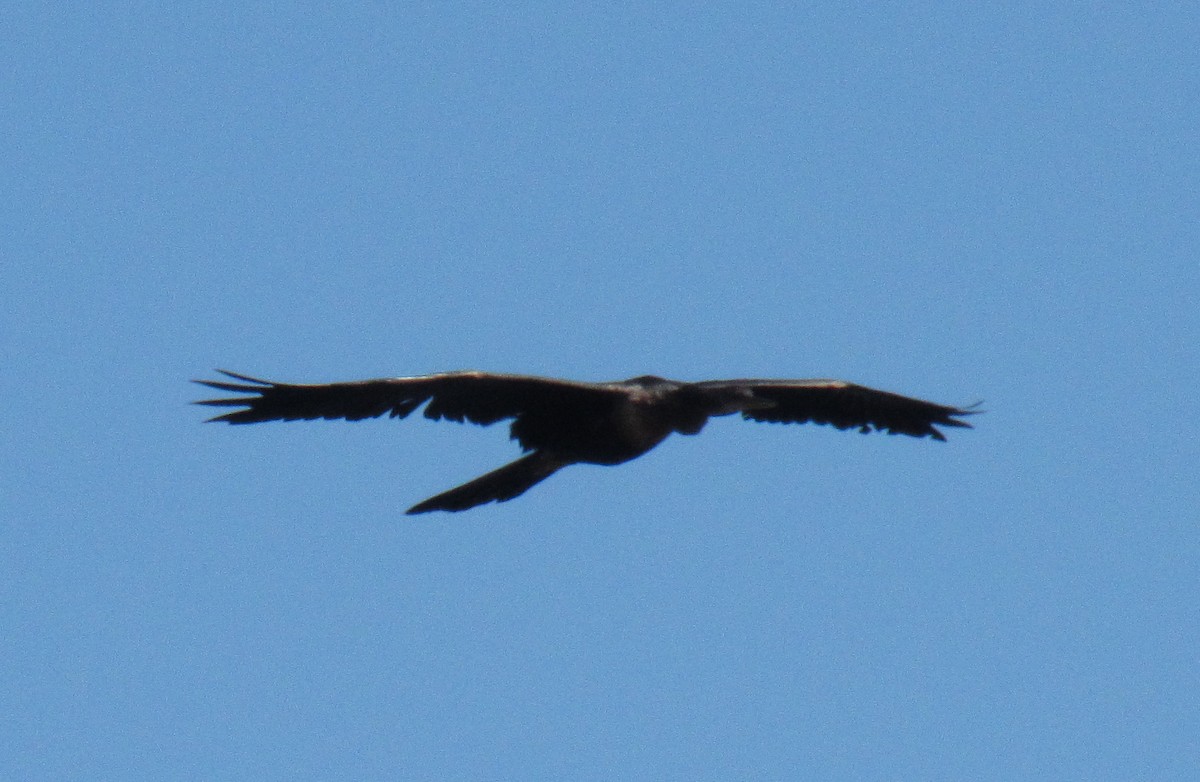 Anhinga d'Amérique - ML230305471