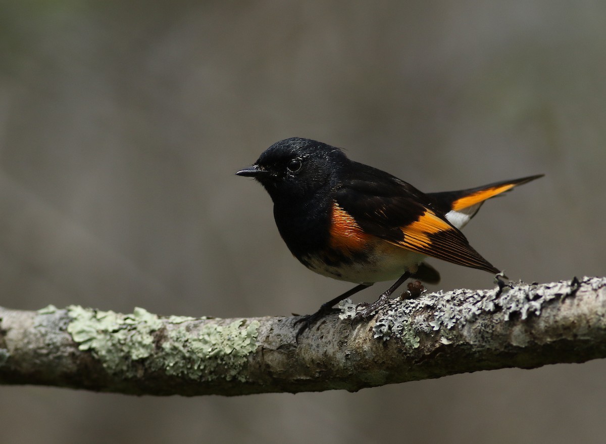 American Redstart - Matthew Eckerson