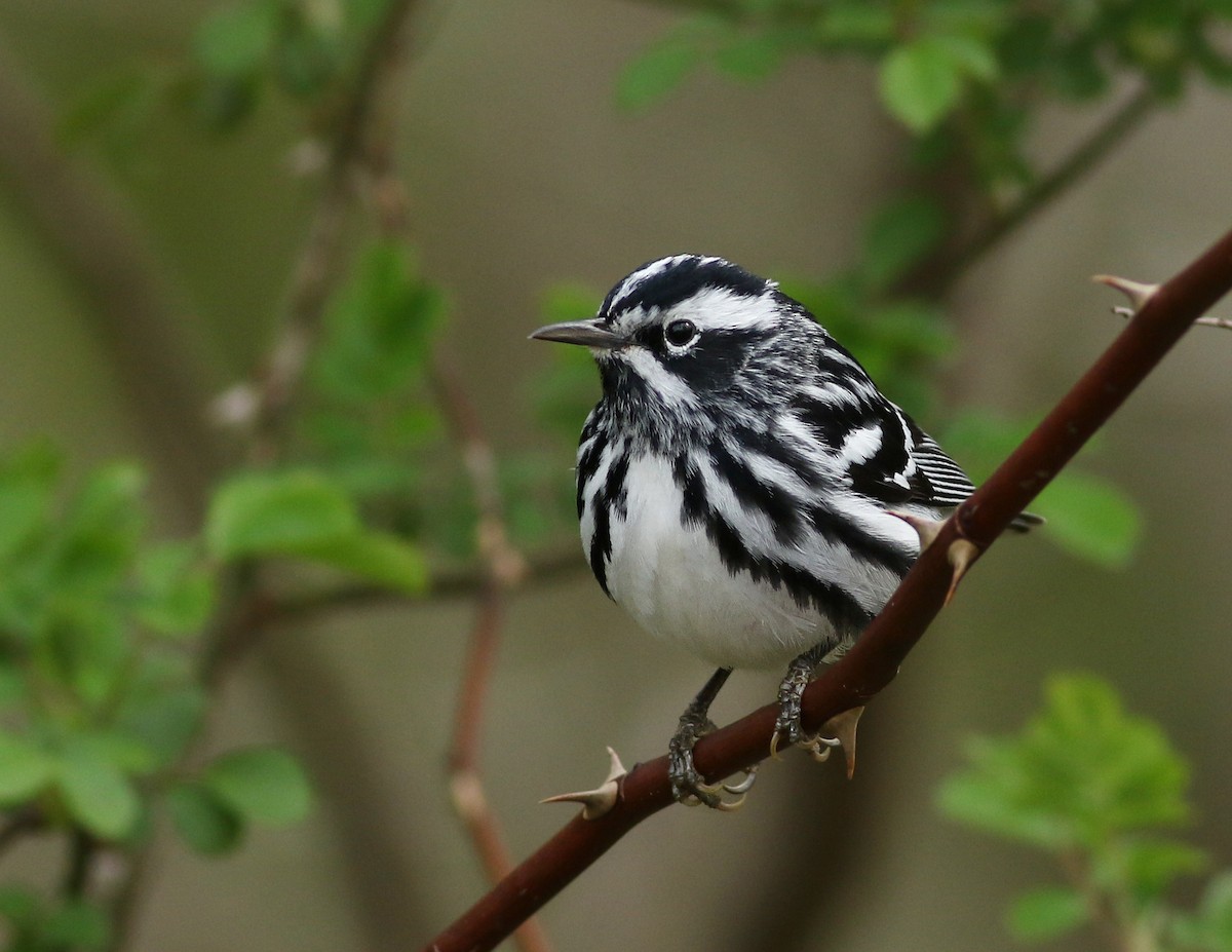 Black-and-white Warbler - ML230307351