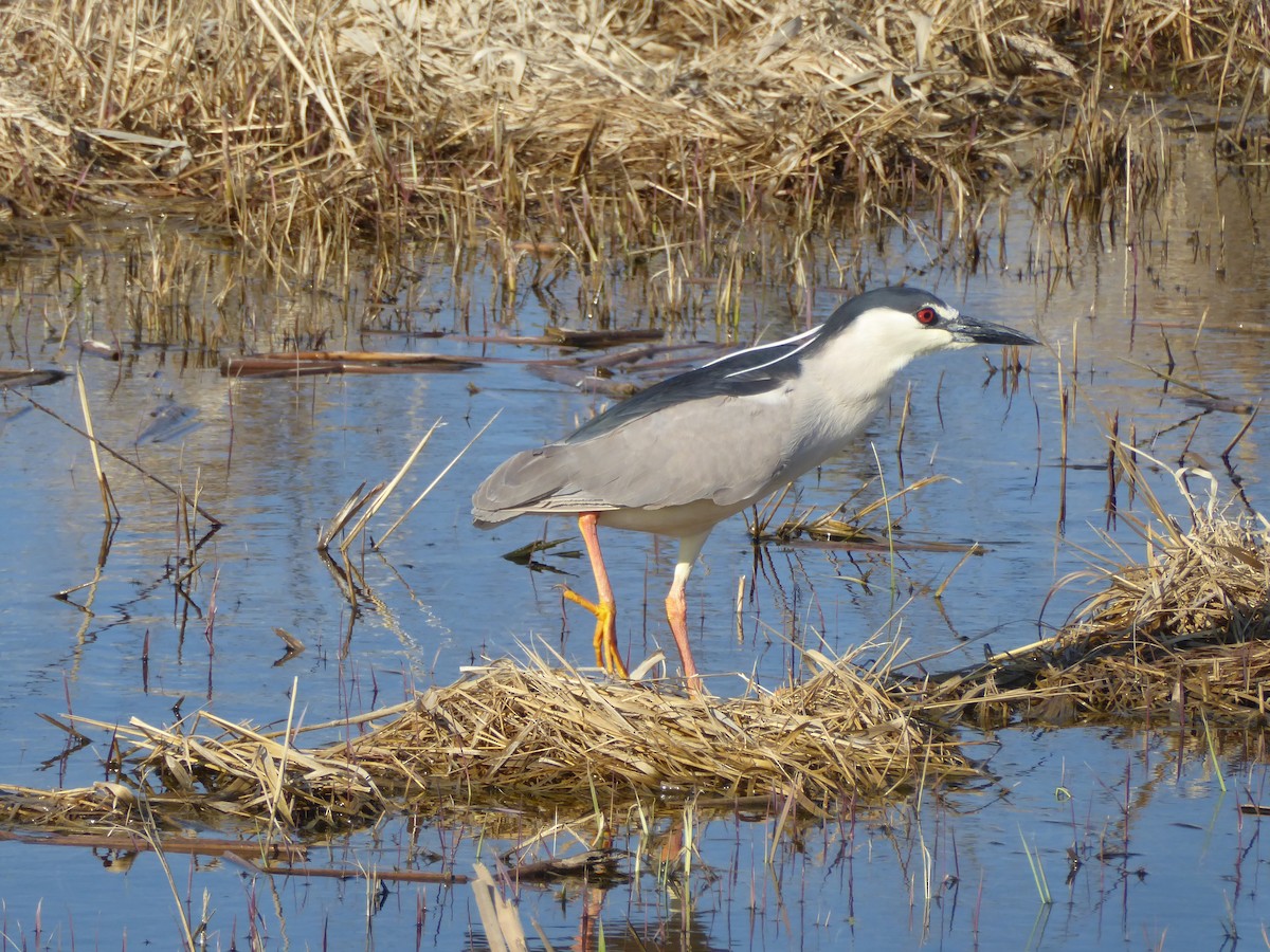 Black-crowned Night Heron - ML230307991