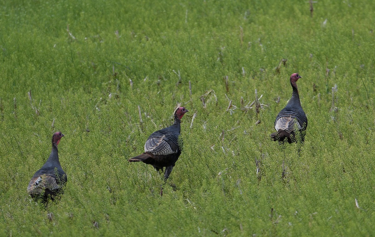 Wild Turkey - ML230308381