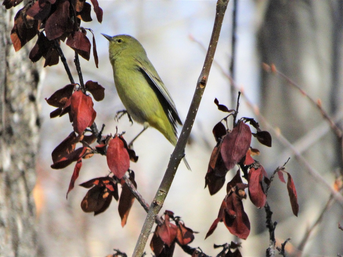 Orange-crowned Warbler - ML230308741