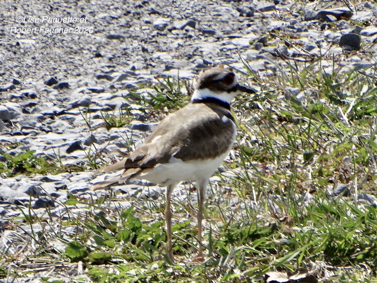 Killdeer - ML230309031