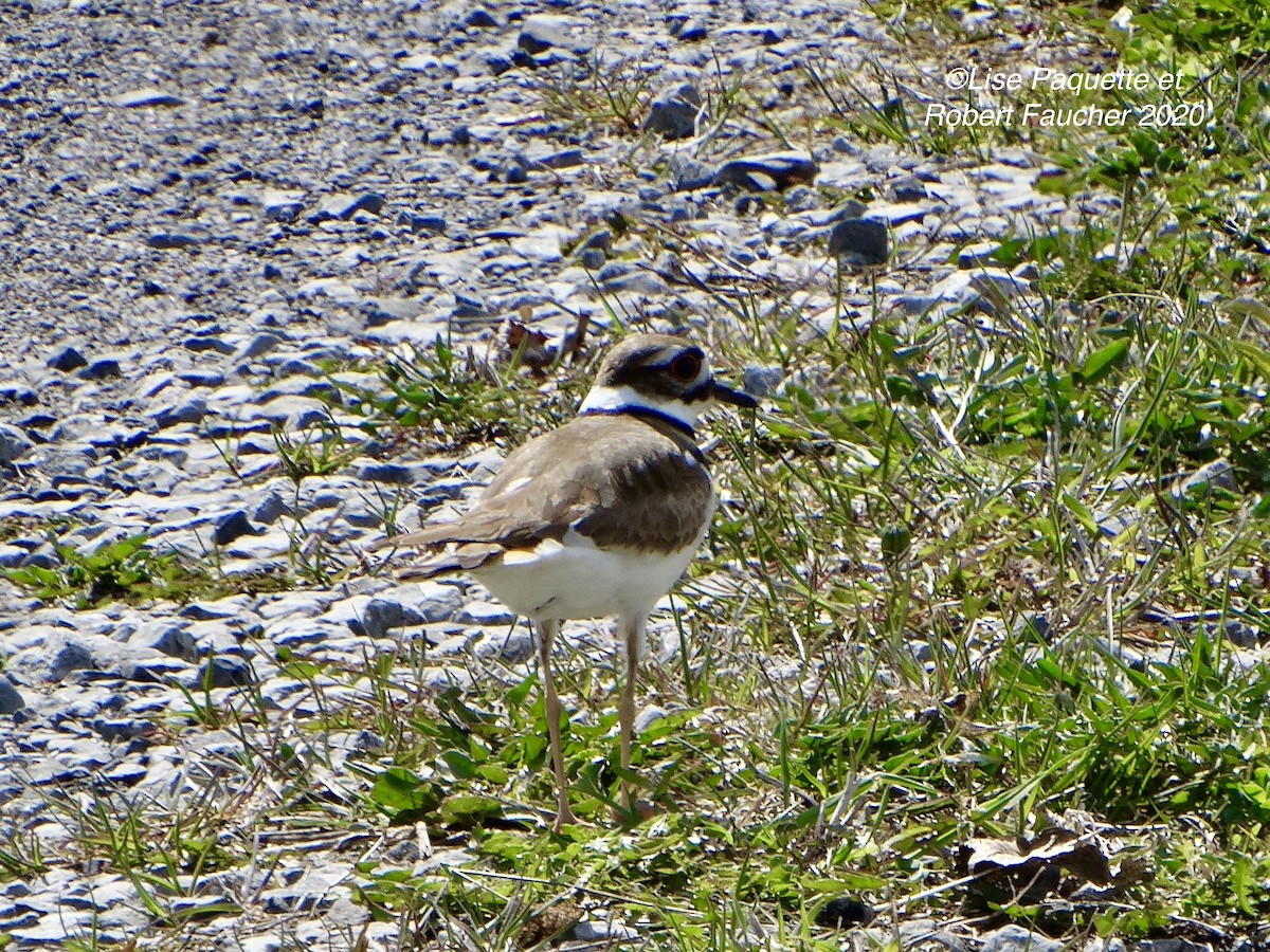 Killdeer - ML230309061