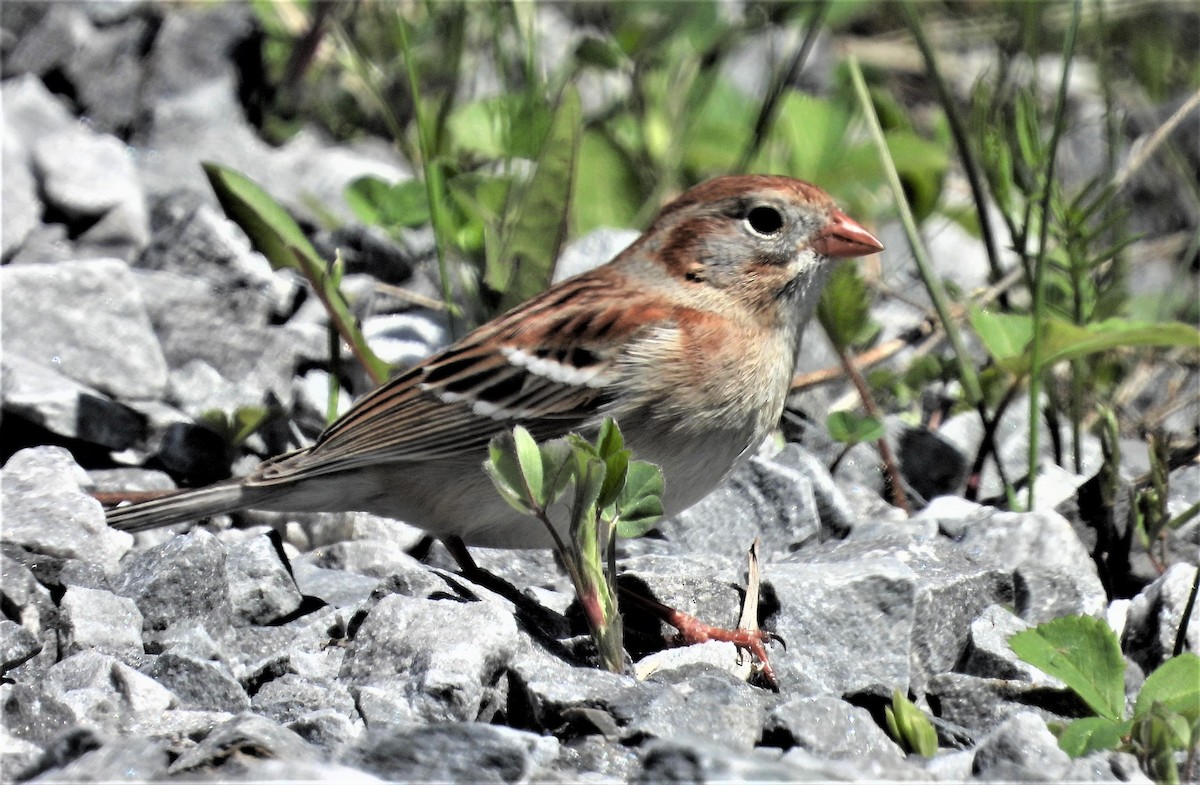 Field Sparrow - Jean W. Côté