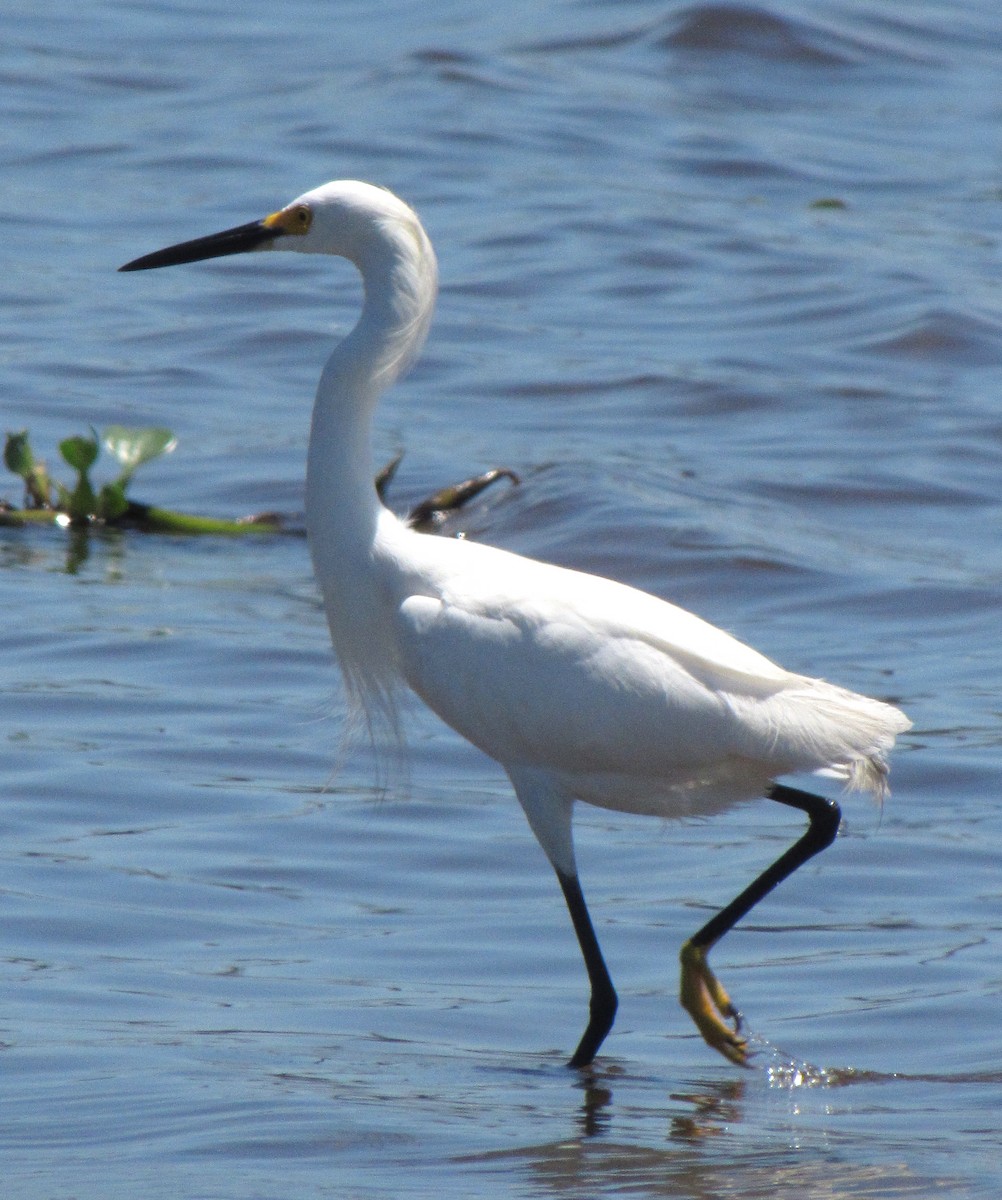 Snowy Egret - ML230310301