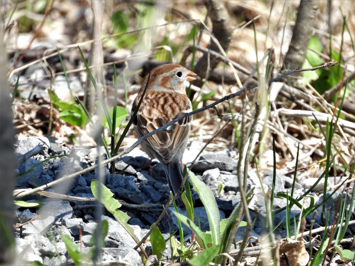 Field Sparrow - ML230310311