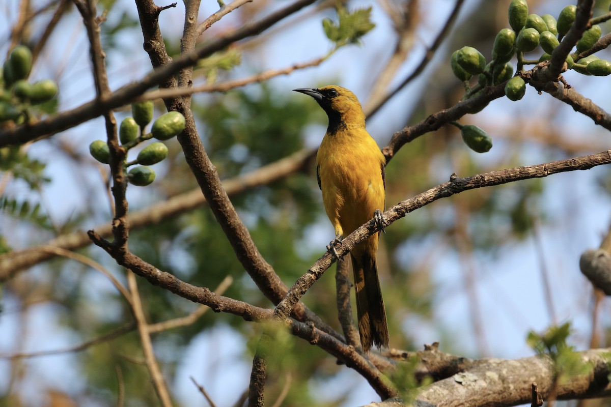 Black-vented Oriole - ML230311801