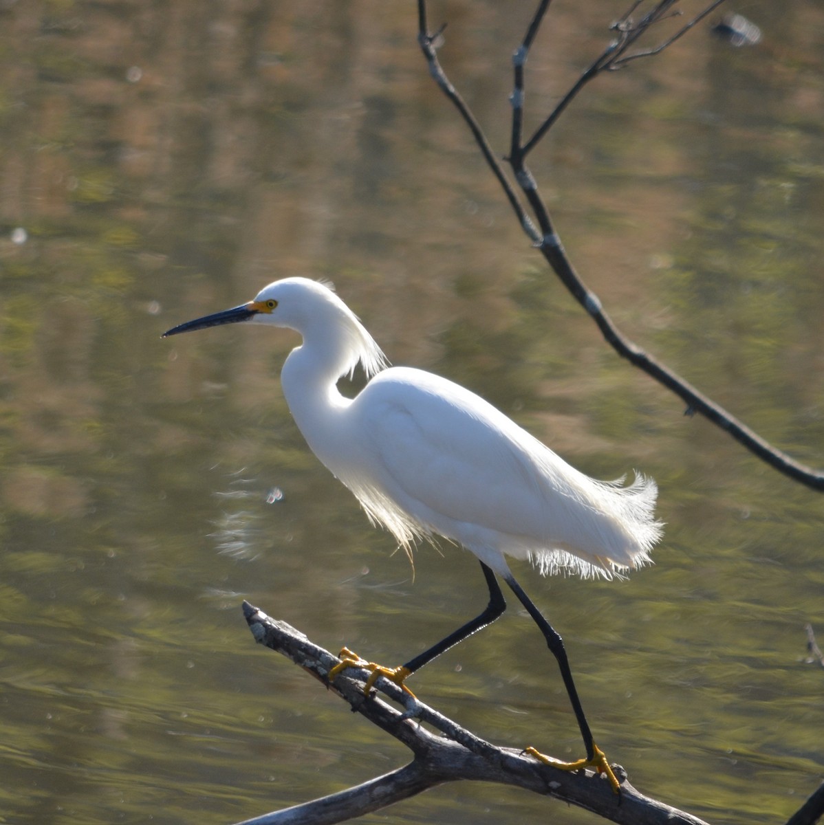 Aigrette neigeuse - ML230312221