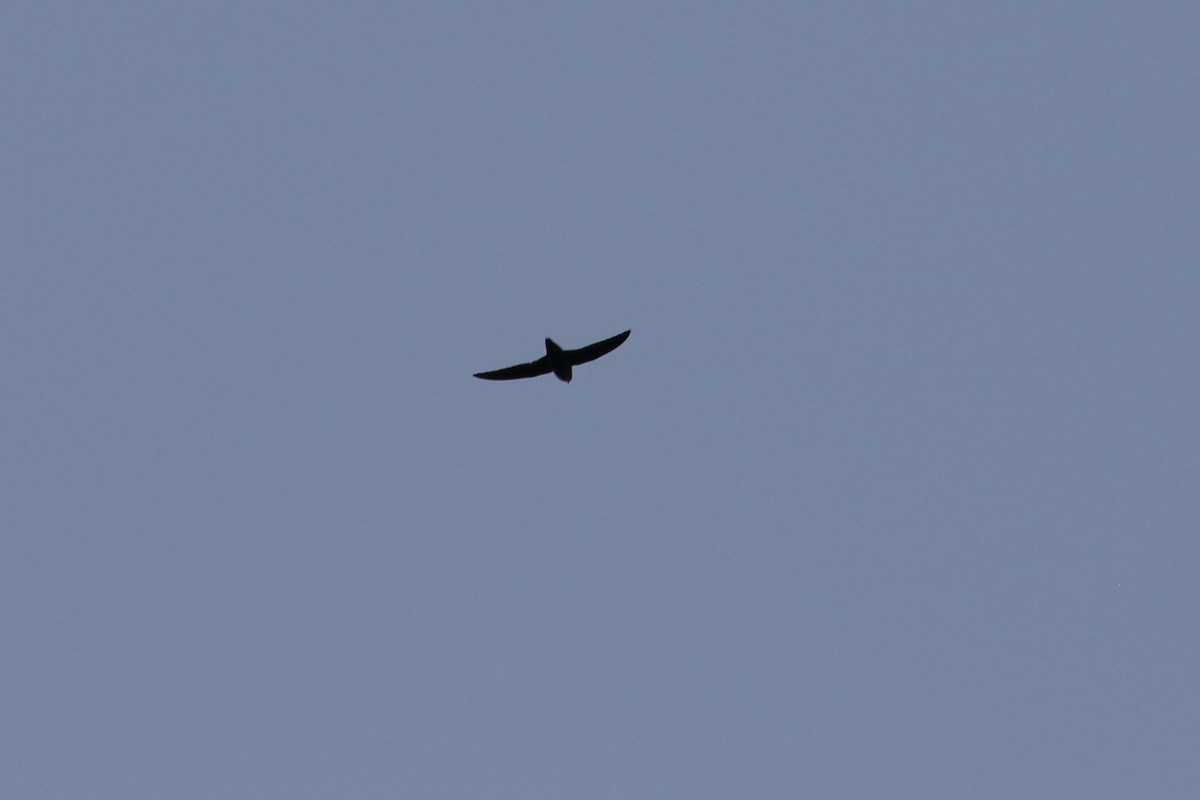 Chimney Swift - ML230312881