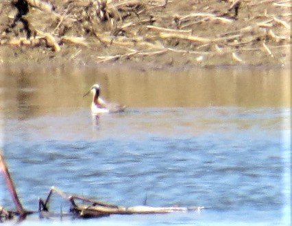 Wilson's Phalarope - ML230313281