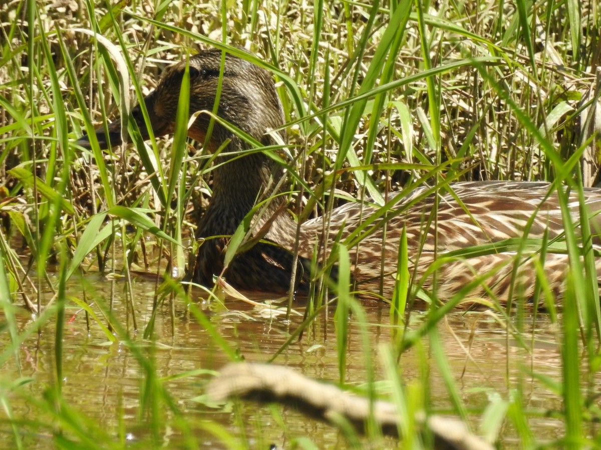Mallard - ML230313291