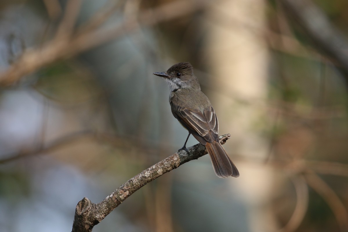 Dusky-capped Flycatcher - ML230313331