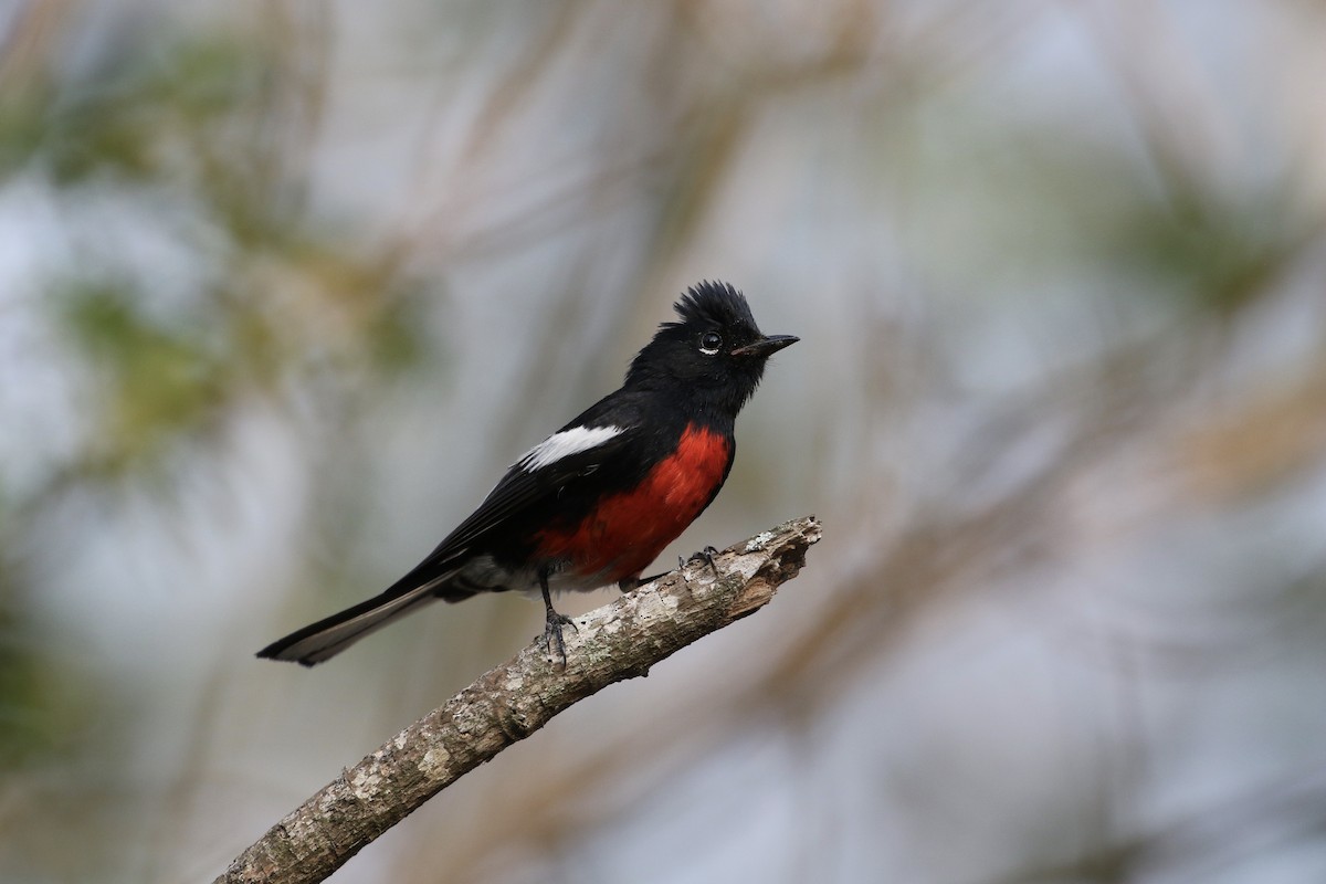 Painted Redstart - John van Dort