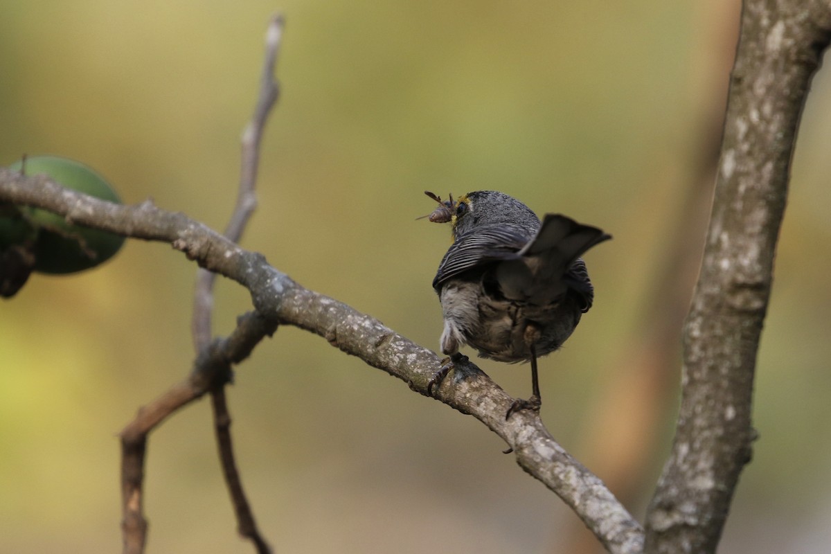 Grace's Warbler - ML230313721