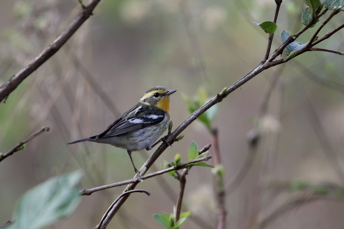 Blackburnian Warbler - ML230314091