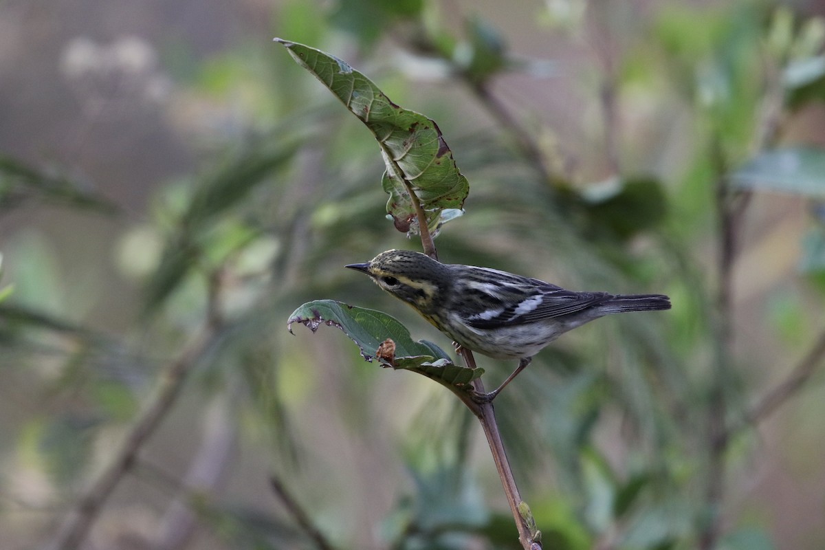 Blackburnian Warbler - ML230314311