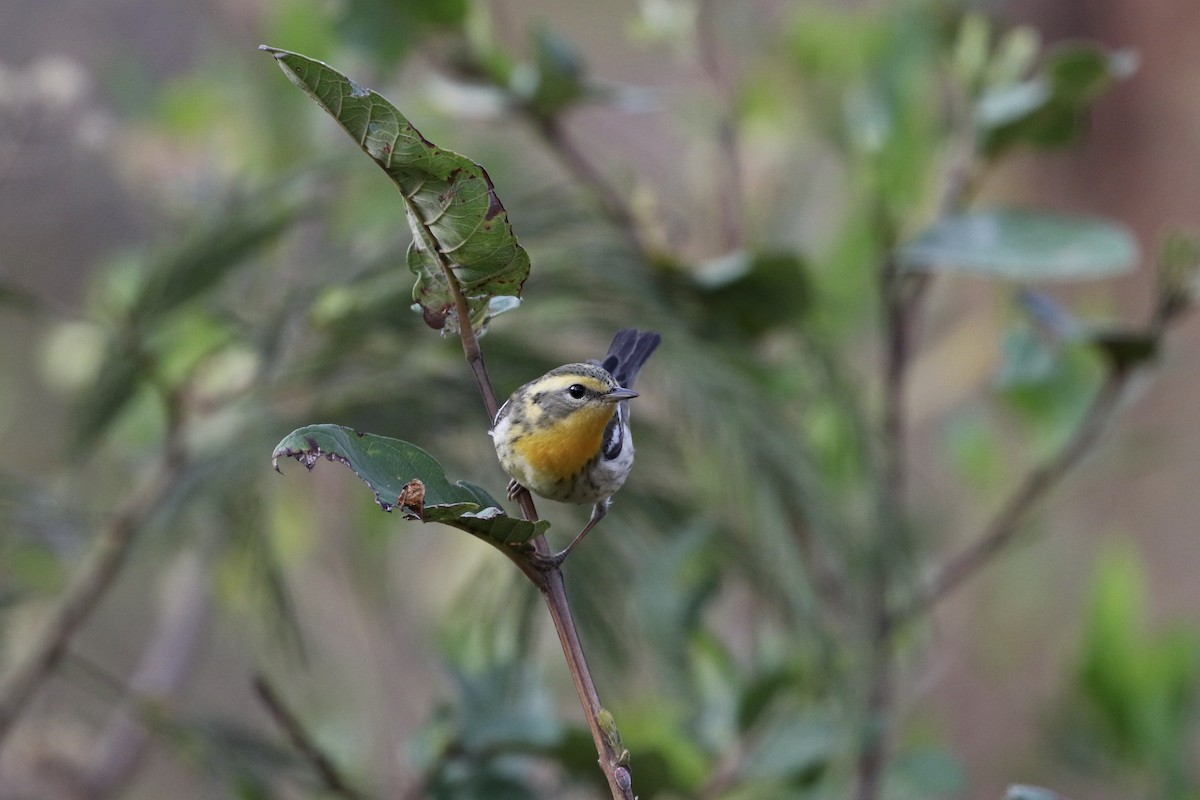 Blackburnian Warbler - ML230314521