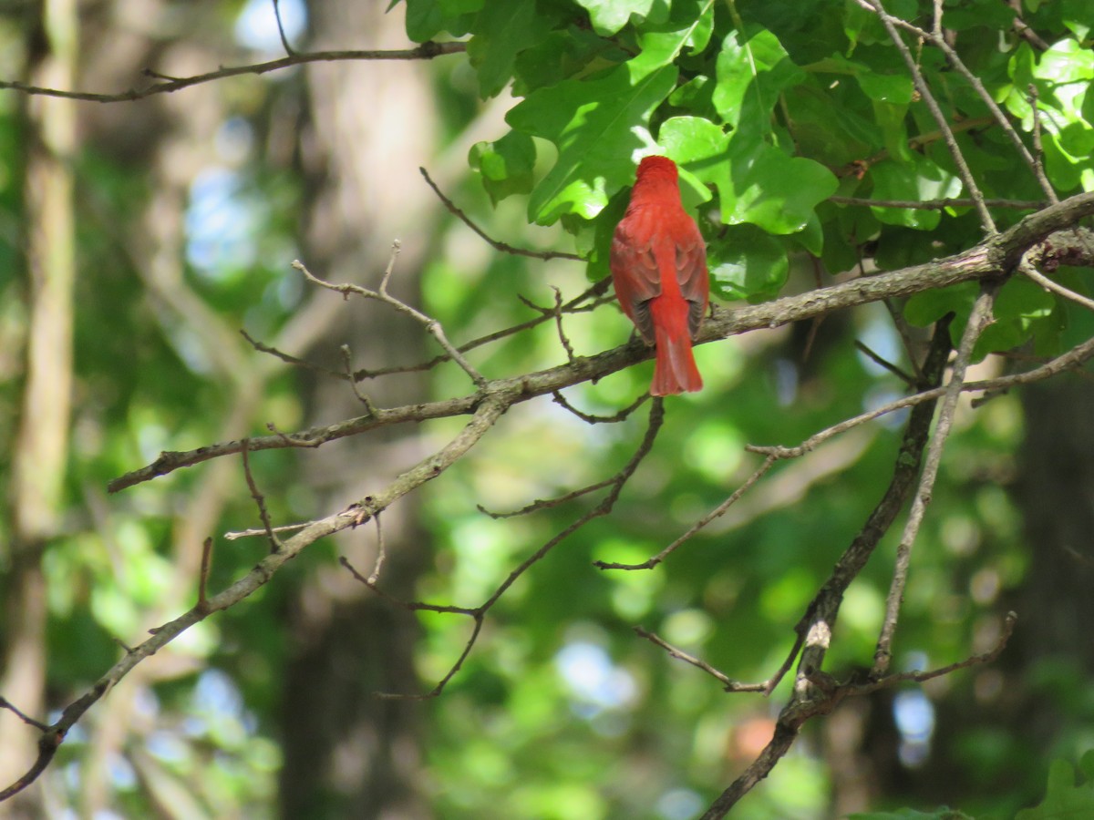 Summer Tanager - Gregg Friesen