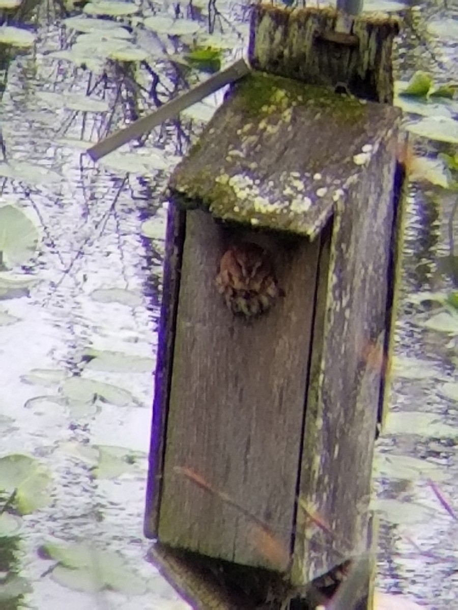 Eastern Screech-Owl - ML230314571