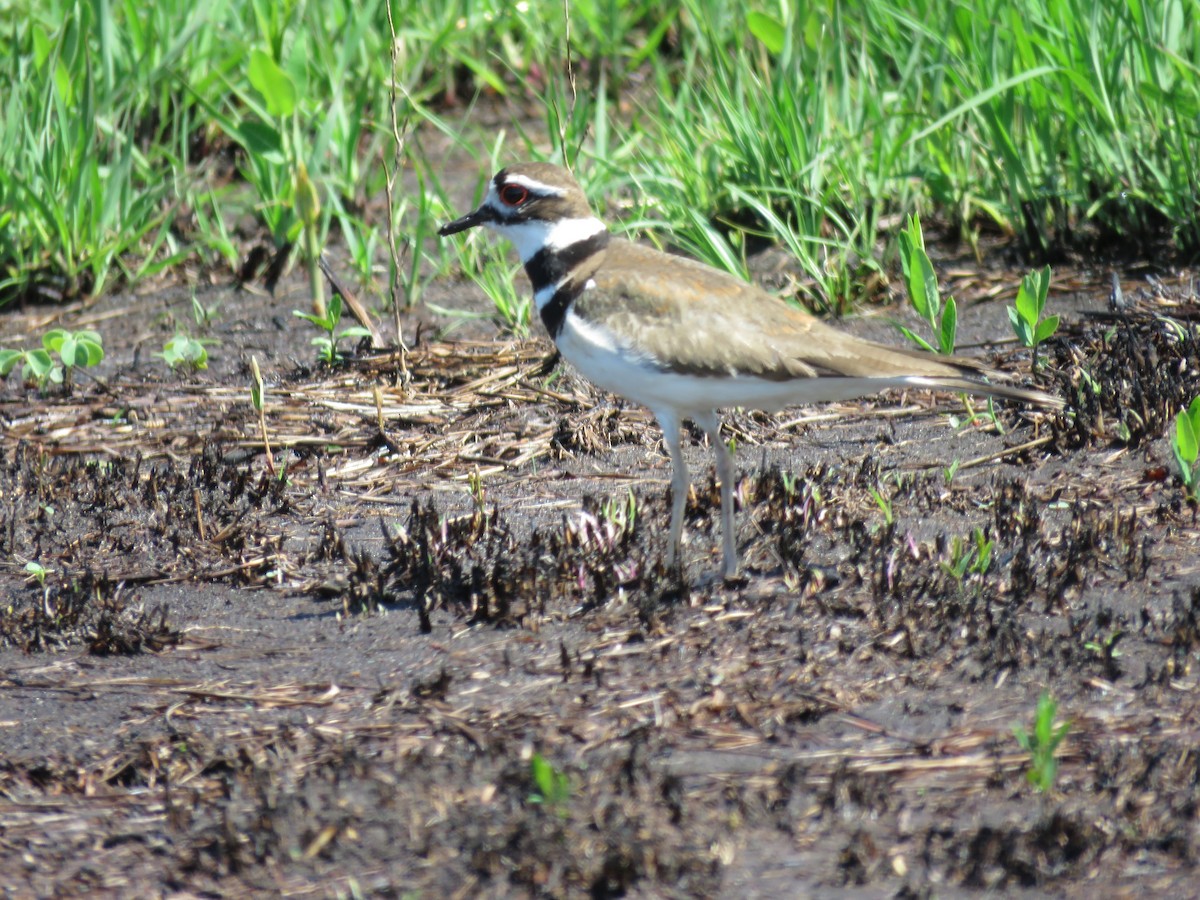 Killdeer - ML230314881