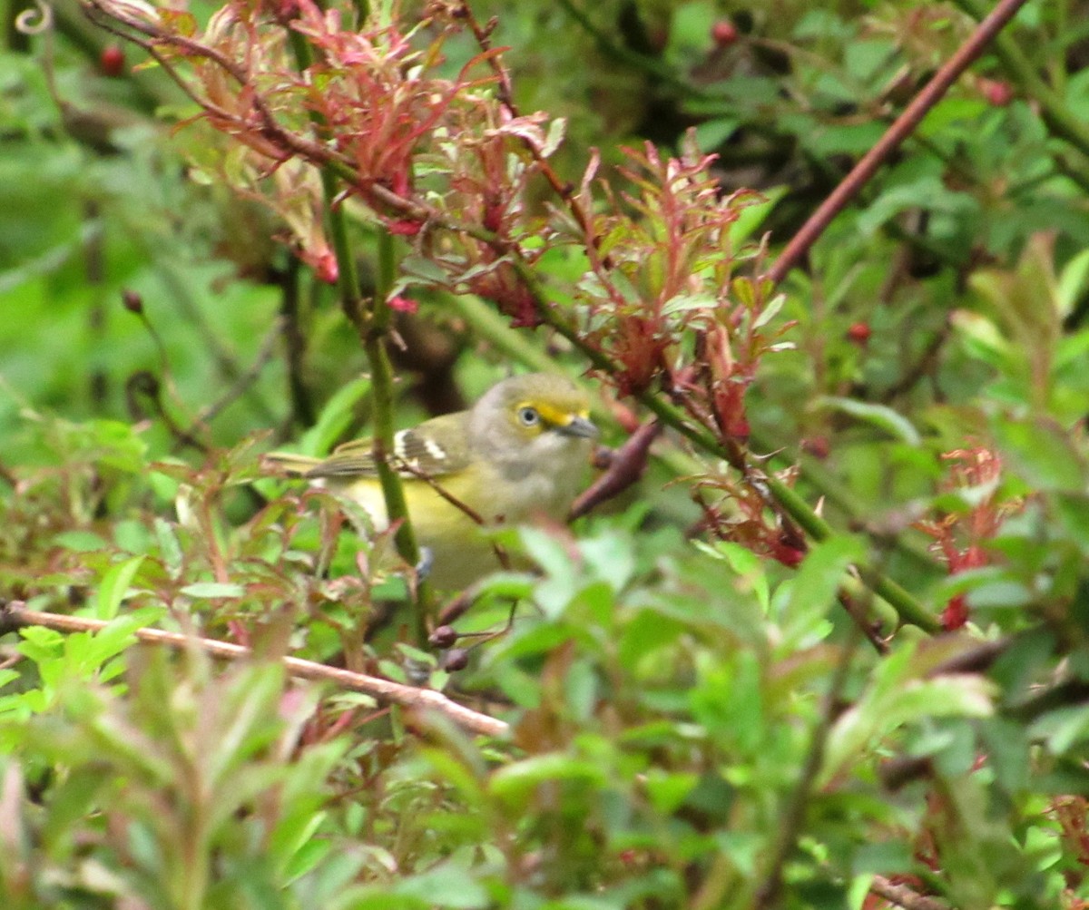 Ak Gözlü Vireo - ML230315791