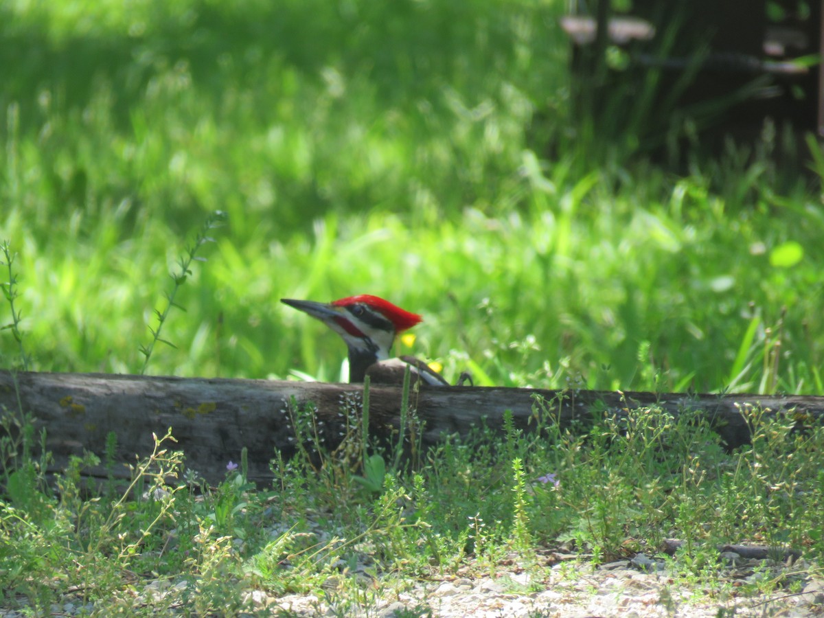 Pileated Woodpecker - ML230316371