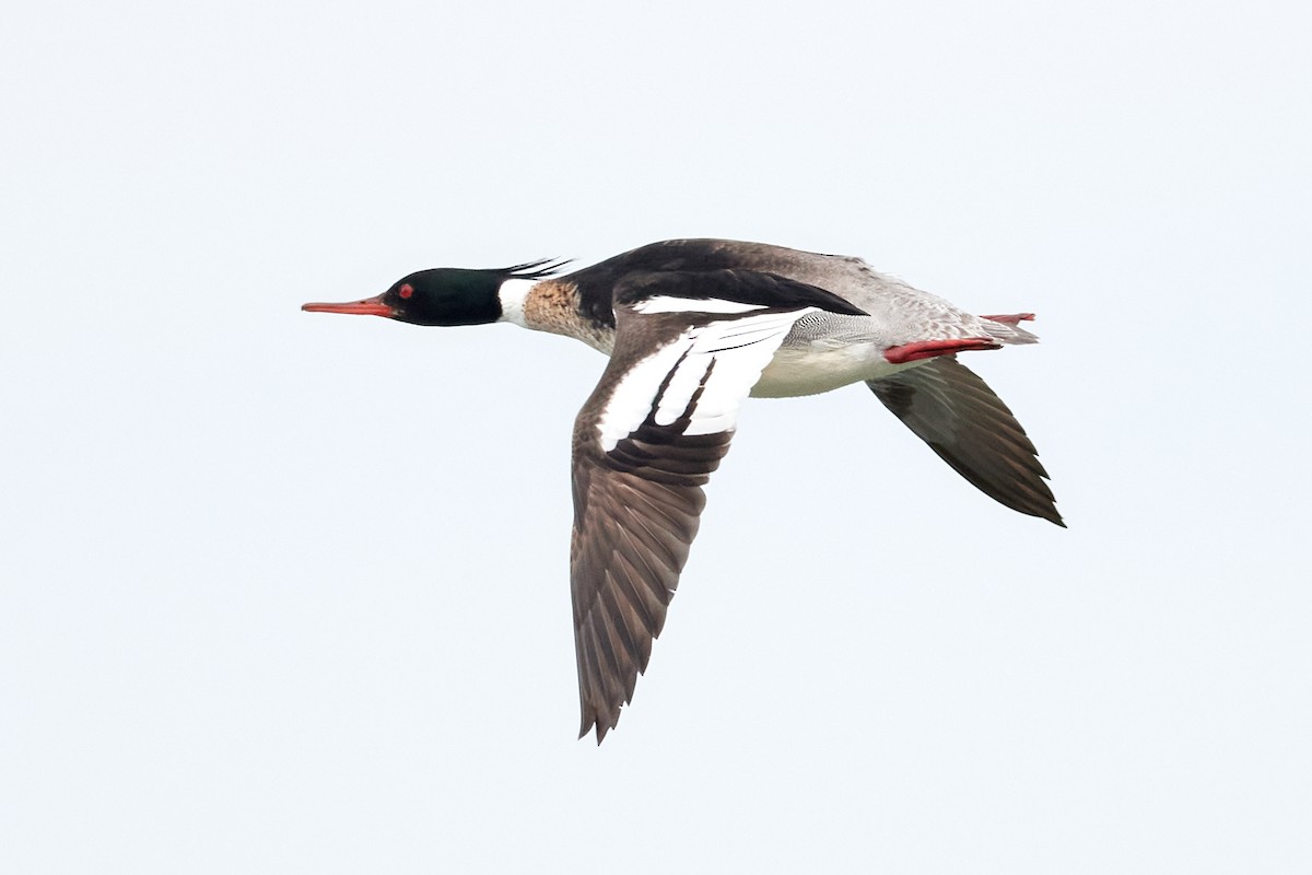 Red-breasted Merganser - ML230316551