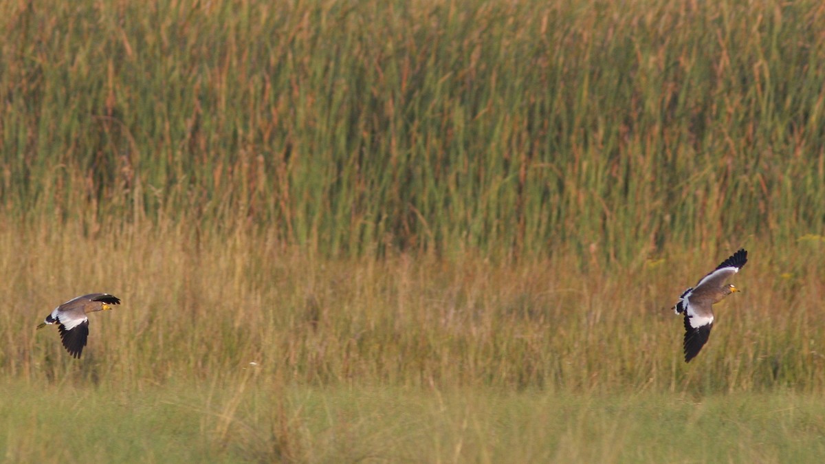 Wattled Lapwing - ML23031671