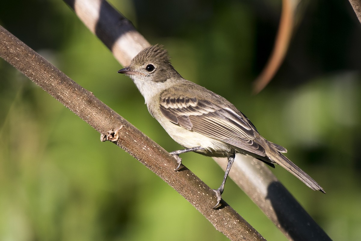 Lesser Elaenia - ML230317301