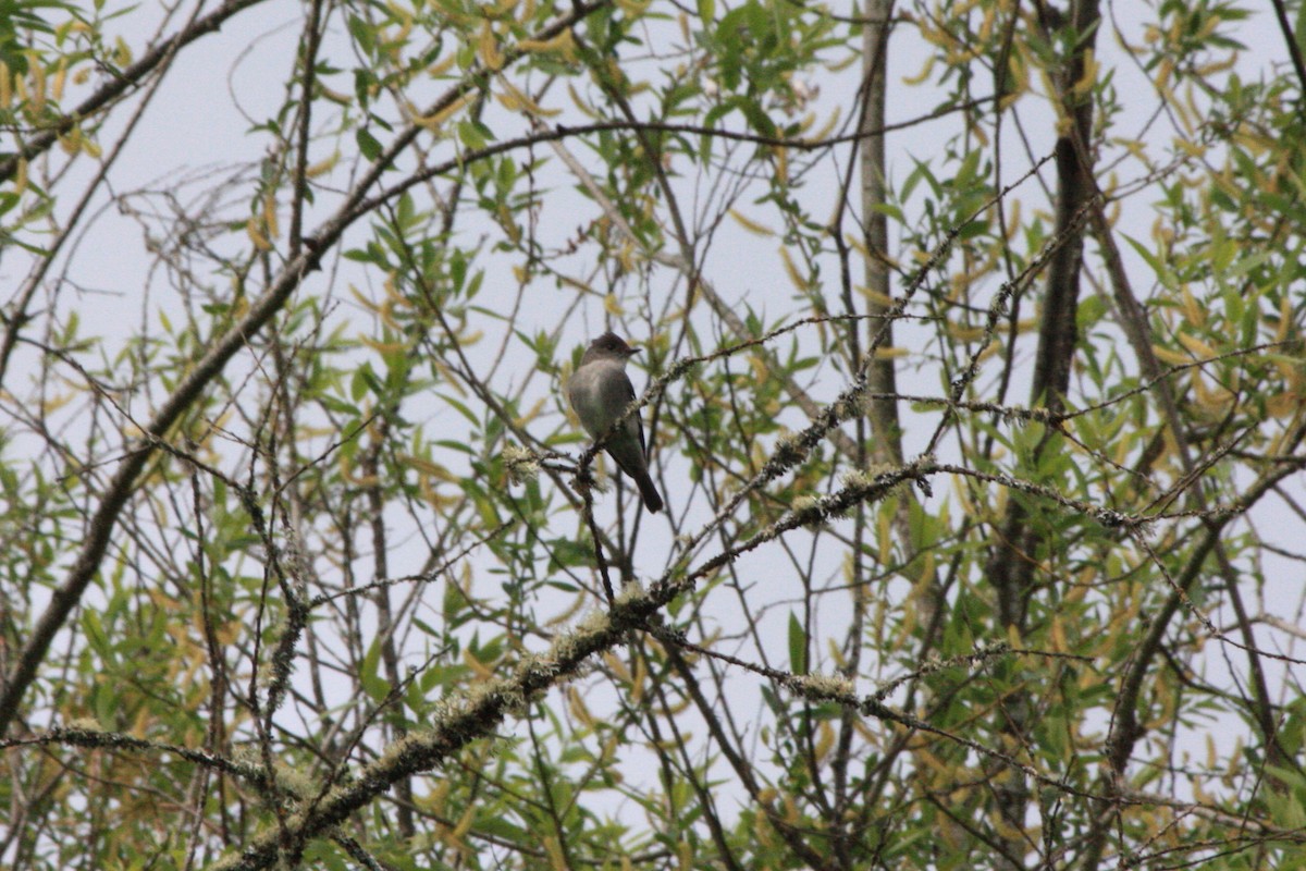 Western Wood-Pewee - ML230318431