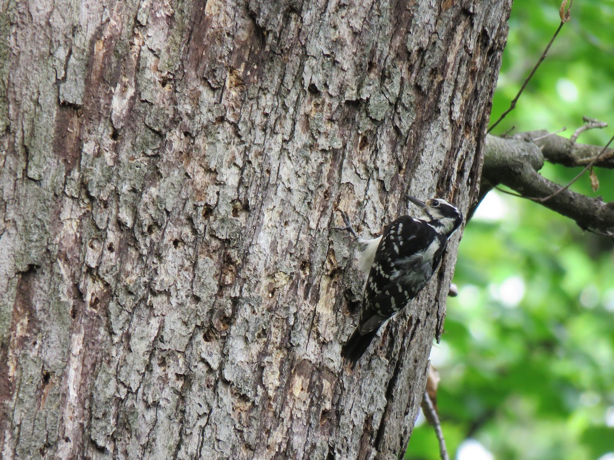 Hairy Woodpecker - ML230318441