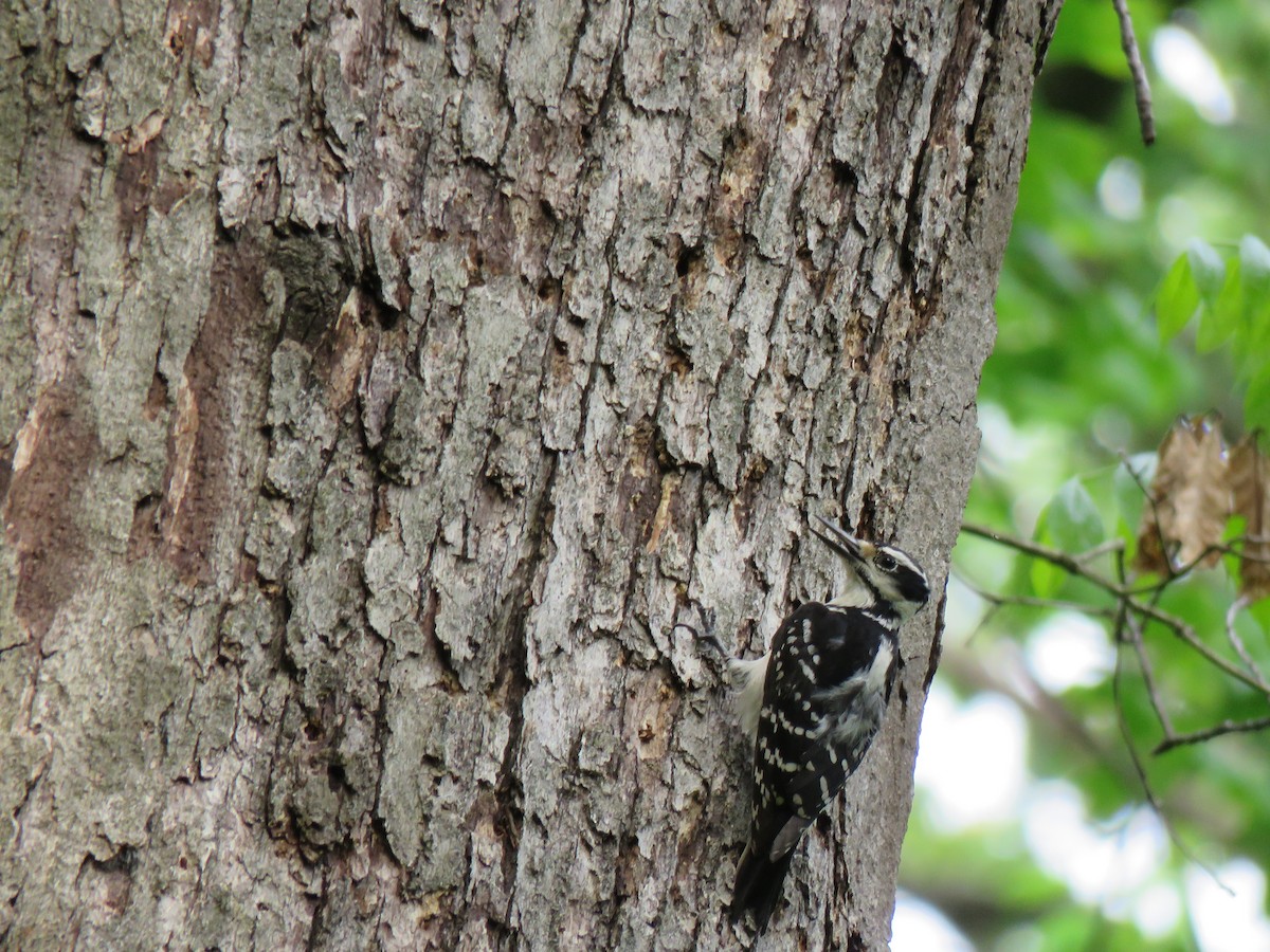 Hairy Woodpecker - ML230318541