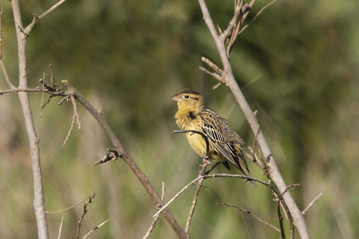 bobolink - ML230319401