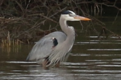 Great Blue Heron - Jon G.