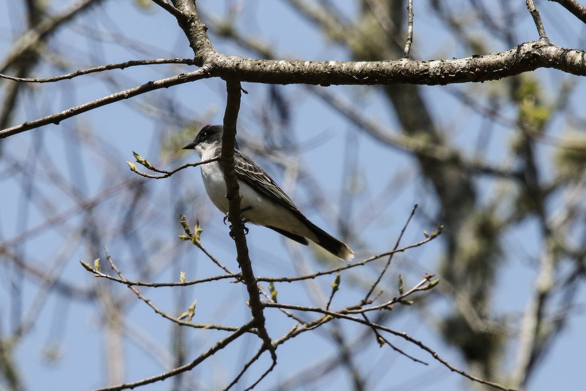 Schieferrücken-Königstyrann - ML230320891