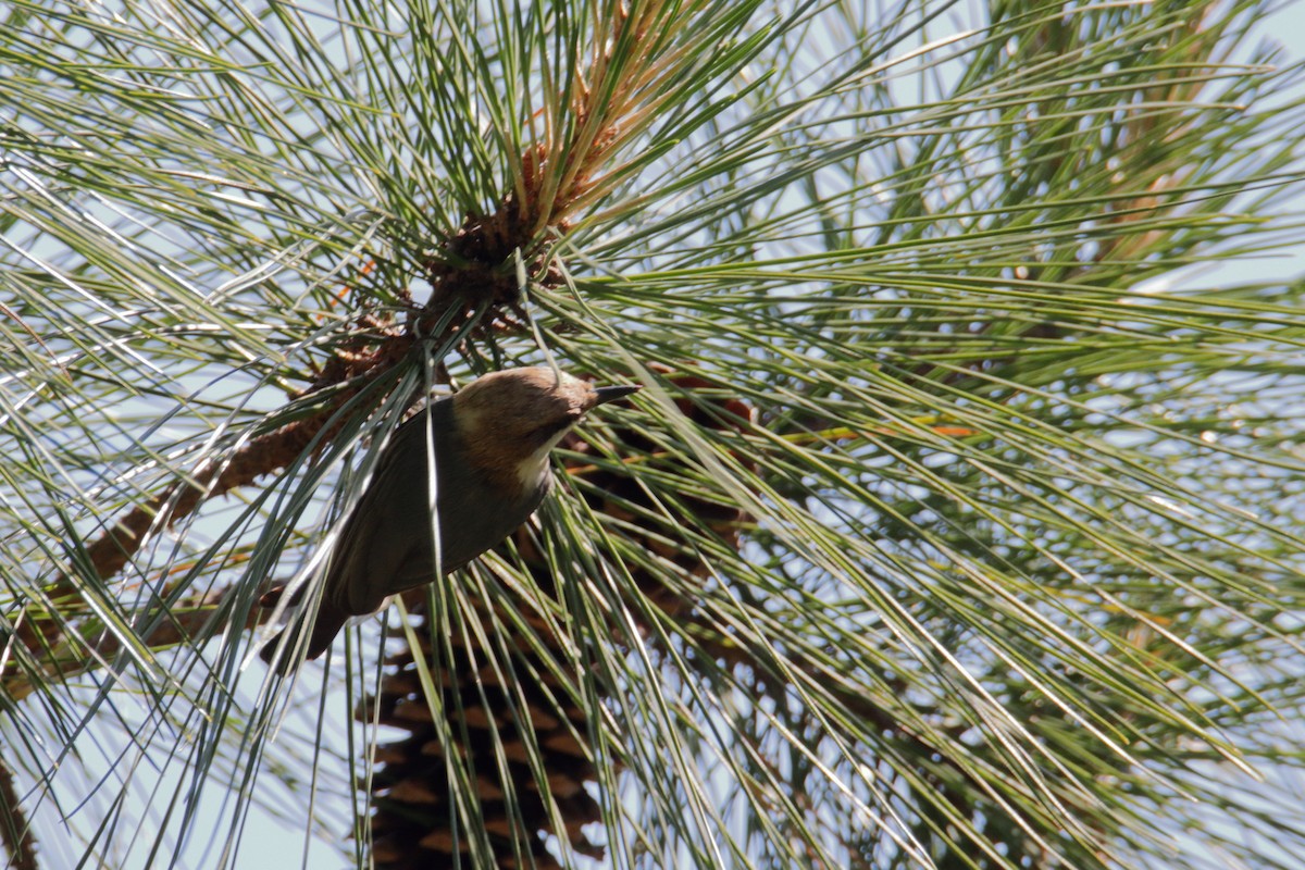 Brown-headed Nuthatch - ML230322771