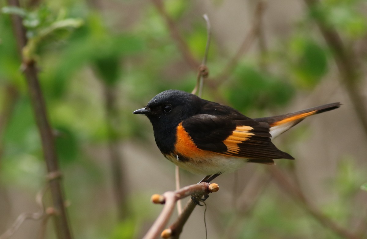 American Redstart - ML230323431