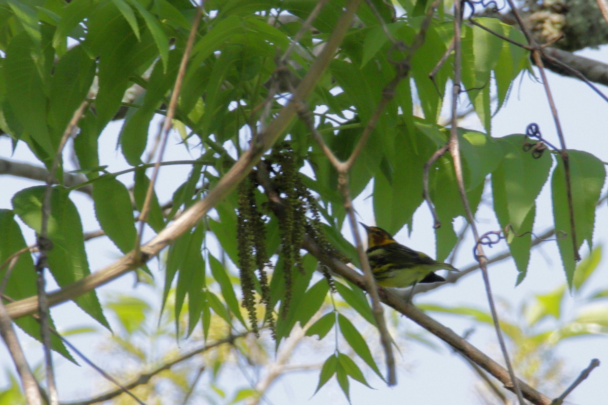 Cape May Warbler - ML230324101