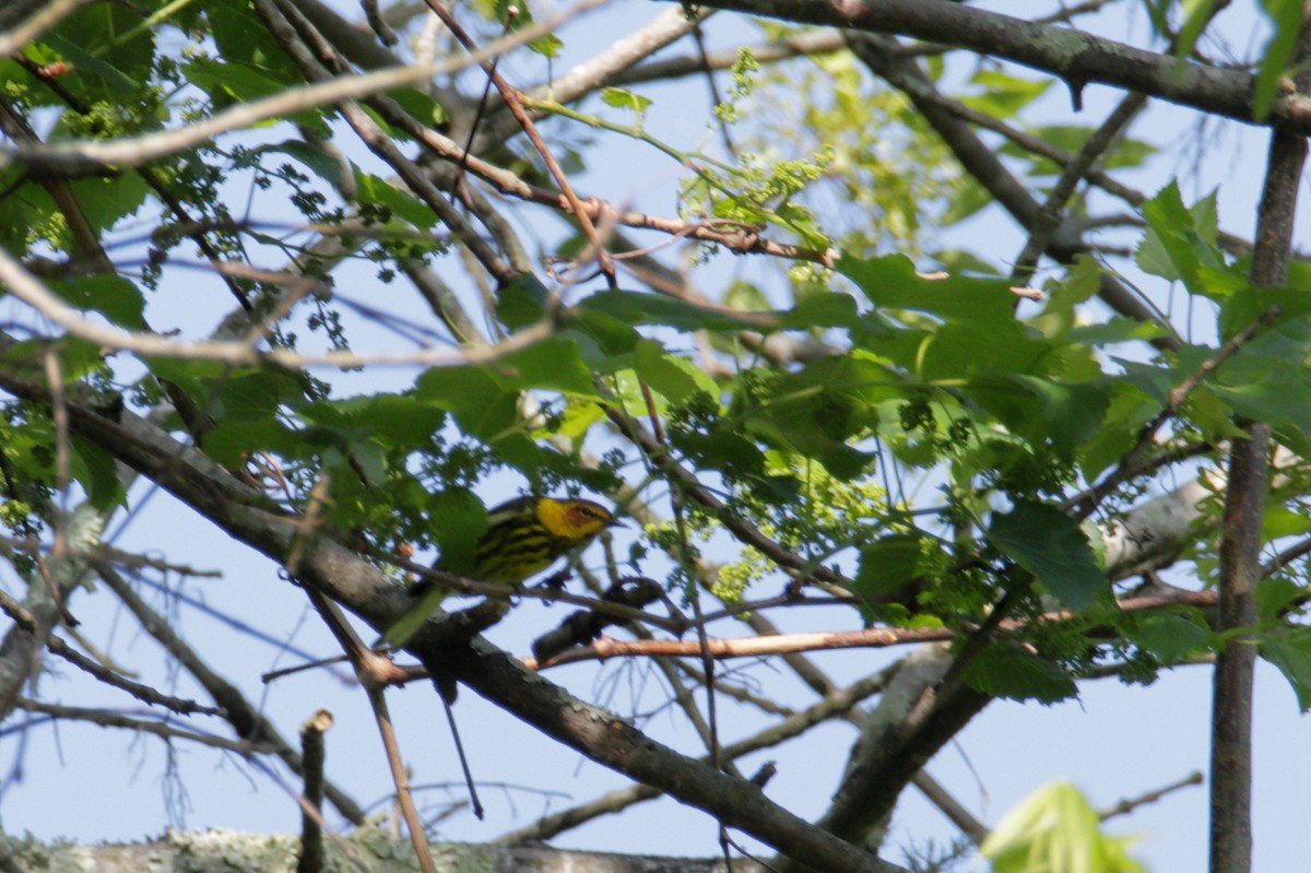 Cape May Warbler - ML230324141